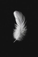 Single white feather against black background (6)
