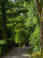 Auf Friedhof mit Park und Bäumen, Hecken am Weg keine Namen