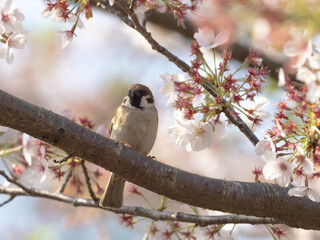桜に包まれるスズメ