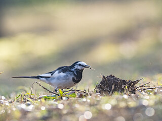 お食事中のハクセキレイ