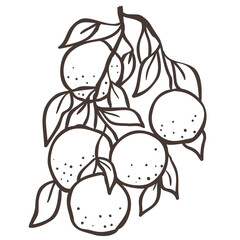 Illustration of Orange Branch. Vector Graphic on the white Background