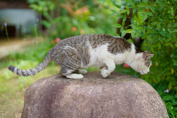 5月、リラックスする野良猫