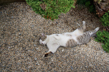 5月、リラックスする野良猫