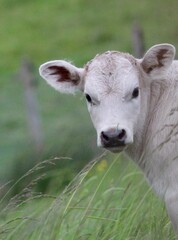 Obraz premium Curious White Calf Peeking Through Long Grass in Pasture