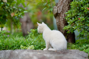 5月、すくすく育つ白い仔猫