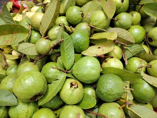 Fresh Harvest of Green Guava Fruit with Leaves in Abundance A Tropical Delight Full of Vitamins