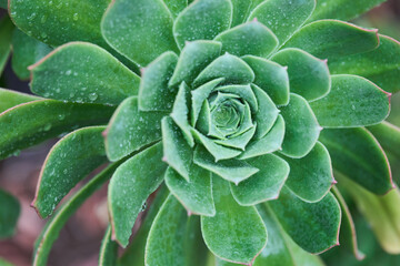 A close-up of a vibrant green Aeonium arboreum succulent plant.