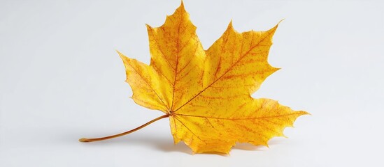 A single, vibrant yellow maple leaf rests against a plain white background