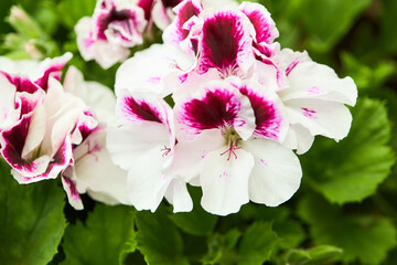 Obraz premium Blooming Pelargonien (Geranien) flower varios colors