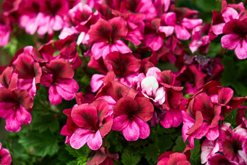 Blooming Pelargonien (Geranien) flower varios colors