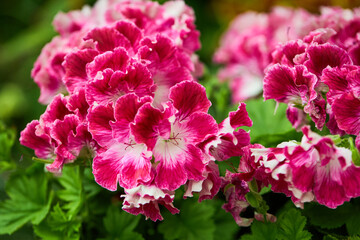 Blooming Pelargonien (Geranien) flower varios colors