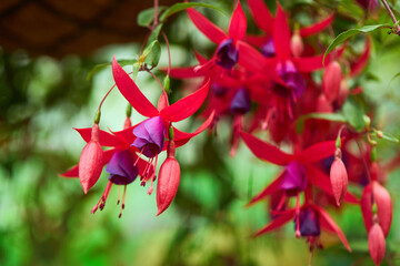 Red and purple fuschia flower blooming in the garden