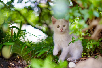 5月、すくすく育つ白い仔猫