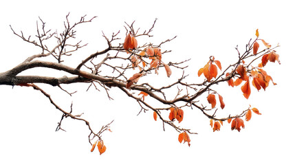 Bare Tree Twig with Few Remaining Orange Leaves and Visible Texture on Transparent Background

