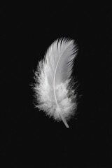 Obraz premium A single, delicate white feather against a stark black background