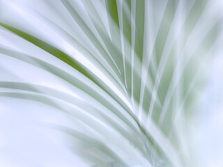 Soft Fokus Palmwedel heller Hintergrund