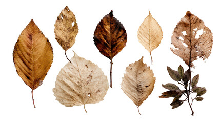 Collection of Dried Autumn Leaves with Bite Marks and Natural Decay on Transparent Background

