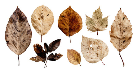 Collection of Dried Autumn Leaves with Bite Marks and Natural Decay on Transparent Background

