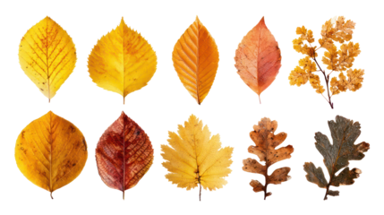 Collection of Fall Foliage Including Elm, Beech, and Oak on Transparent Background

