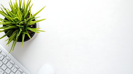 137. Minimalist workspace setup with wireless keyboard, mouse, and potted plant on clean desk
