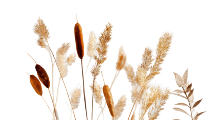 Dry Grass and Cattail Plant with Golden Autumn Hue on Transparent Background

