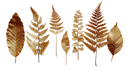 Obraz premium Golden Fern Leaves Dried and Arranged Artistically on Transparent Background