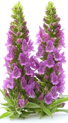 Delicate clusters of purple flowers bring life and color to a tranquil environment