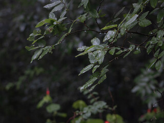 Wet Leaves in Forest Nature Photography with Moist Foliage and Woodland Atmosphere