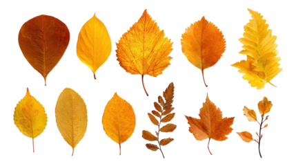 Set of Assorted Fall Leaves in Different Shapes and Shades on Transparent Background

