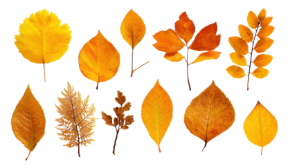 Set of Assorted Fall Leaves in Different Shapes and Shades on Transparent Background

