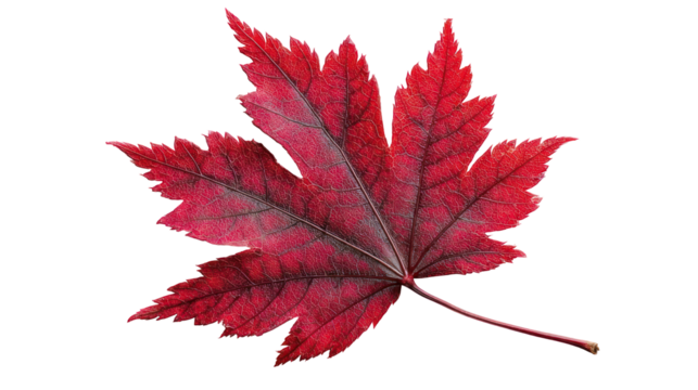 Small Autumn Tree Branch with Multicolored Leaves and Fall Vibes on Transparent Background

