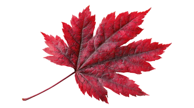 Small Autumn Tree Branch with Multicolored Leaves and Fall Vibes on Transparent Background

