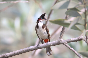 The Red-whiskered bulbul, also known as the Indian bulbul or orange-fronted bulbul is a passerine bird perched on a tree twig