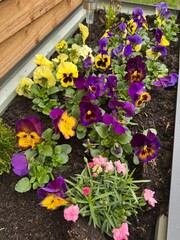 Colourful Pansies and Dianthus in Raised Garden Bed