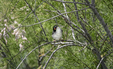 Curious Male Sardinian Warbler (Curruca Melanocephala)