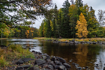 Swedish river and natural salmon landscape in autumn. Farnebofjarden national park in north of Sweden