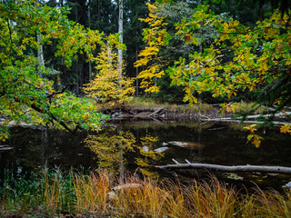 Swedish river and natural salmon landscape in autumn. Farnebofjarden national park in north of...