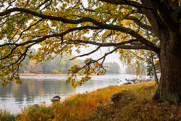 Swedish river and natural salmon landscape in autumn. Farnebofjarden national park in north of Sweden