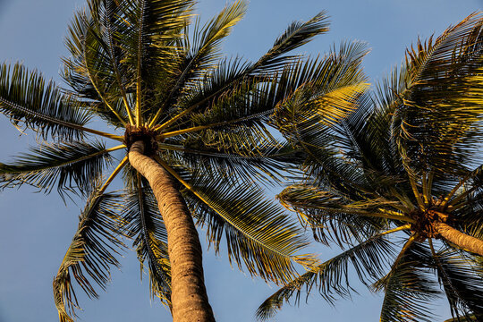 Tropical palm trees against blue sky as a background at summer sunny days