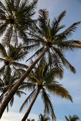 Tropical palms tree against blue sky at summer days in Miami