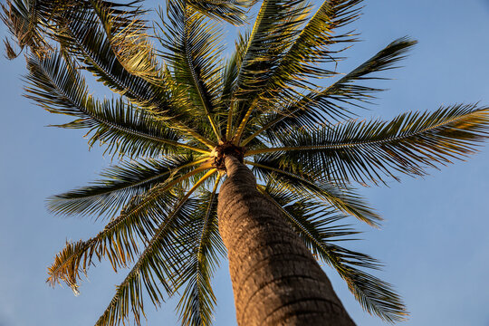 Closeup of palm tree  against blue sky at summer days in Florida