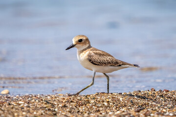 Greater sand plover feeding at the water's edge