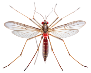 Photo of a detailed macro photograph of a mosquito, isolated on a transparent background, highlighting its delicate wings, long legs, and prominent red eyes, a common vector for various diseases