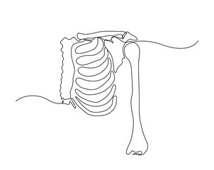 human chest bones outline illustration. Continuous line drawing of human chest part skeleton