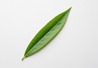 Isolated Willow Leaf: Detailed Veins and Smooth Surface on White Background