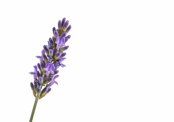Obraz premium Single Lavender Sprig Isolated on White Background