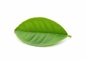 Obraz premium Single Vibrant Green Leaf Isolated on White Background