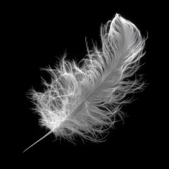 A single, light gray feather against a black background.  The feather's barbs are fluffy and spread out, showcasing delicate detail