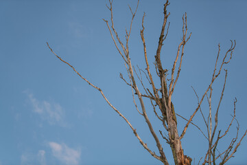 A tree with dry, bare branches extends toward a bright blue sky. The branches exhibit a stark...