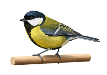Colorful Songbird Illustration | Yellow and Black Bird on Branch | Realistic Garden Bird Clipart for Nature Art, Education & Decor

